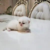 فرشته های ناز|گربه|خوی, |دیوار