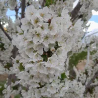 اباغ-برای-دور-همی-و-تولد