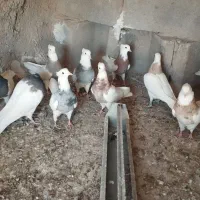 کبوتر طوقی