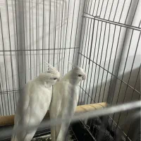 عروس هلندی جوجه