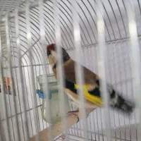 س ه ر ه سر سیاه