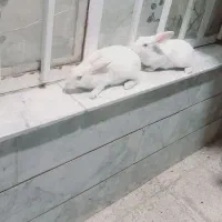 دوعدد خرگوش سفید