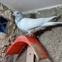 شیخ|پرنده|چمران, |دیوار