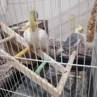 عروس هلندی نر و ماده دوتا قفس داره