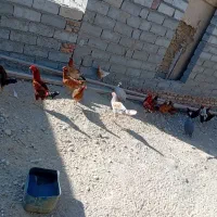 مرغ وخروس|حیوانات مزرعه|زهک, |دیوار