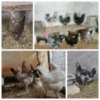 تخم  مرغ گلین نطفه دار