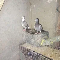 کبوتر|پرنده|زابل, |دیوار