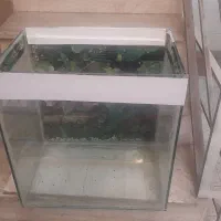 آکواریوم|ماهی|تهران, خزانه|دیوار