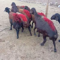 میش