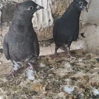 جوجه زاغ دم سفید،سبز،کله زرد