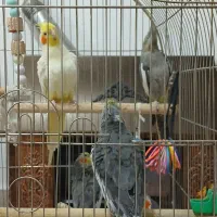 عروس هلندی|پرنده|سلماس, |دیوار