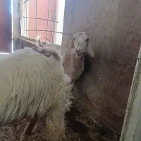 سه عدد بز با دوتا کهره نر|حیوانات مزرعه|خورموج, |دیوار