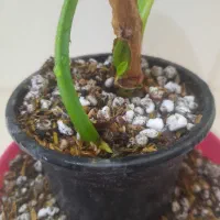 رویش مجددگیاهان اپارتمانی|گل و گیاه طبیعی|اصفهان, پوریای ولی|دیوار