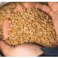 گندم پیش فروش
