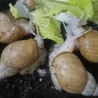 حلزون|خزنده|رباط‌کریم, رباط‌کریم|دیوار