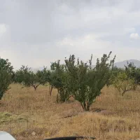 فروش باغ صنعت نفت دالین|فروش زمین و ملک کلنگی|همایجان, |دیوار