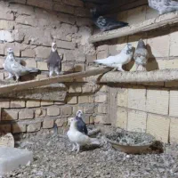 کفتر پرش