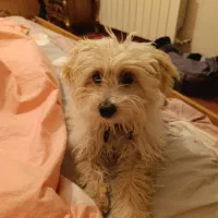 سگ شیتزو ۶ ماهه