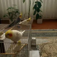 عروس هلندی|پرنده|مشهد, شهرک مهر آباد|دیوار