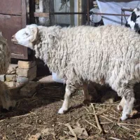 دوتا بره نر بزرگ و یک میش جوان سوران هستن