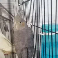 2 تا عروس هلندی نر سخنگو