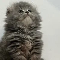 توله گربه اسکاتیش