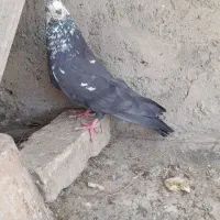 کبوتر پرشی کله ماستی