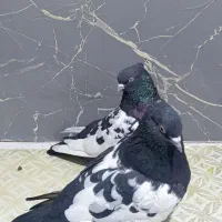 جفت سینه سیاه