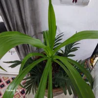 انواع گل آپارتمانی|گل و گیاه طبیعی|نهاوند, |دیوار