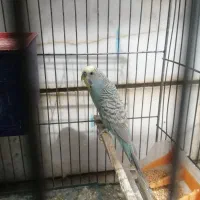 جفت مرغ عشق|پرنده|اصفهان, سرتاوه|دیوار