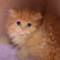 بریتیش های لانگ هیر