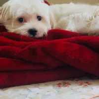 واگذاری سگ به خانواده حیوان دوست
