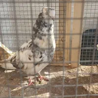 ی جفت کبوتر پرشی