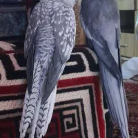 عروس هلندی و طوطی اوازه خوان|پرنده|شیراز, شریف‌آباد|دیوار