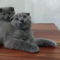 اسکاتیش بلو ماده