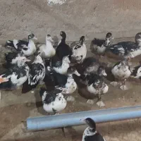 اردک اسرائیلی