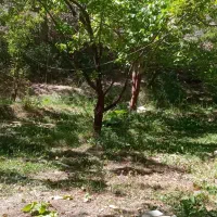 باغ سیب و گردو دماوند رودافشان