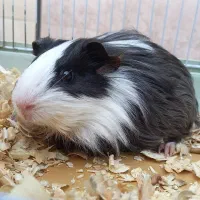 خوکچه هندی کم سن|موش و خرگوش|اهواز, آریاشهر|دیوار