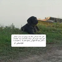 سگ شکاری موسیمی المان