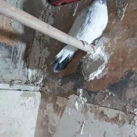 قاره ماده‌ و پشت گردن نر