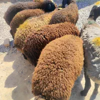 گوسفند و  بره نر