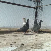 کبوتر|پرنده|گناباد, |دیوار