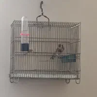 سهره نر|پرنده|همدان, |دیوار