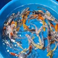 ماهی کوی|ماهی|سیرجان, |دیوار