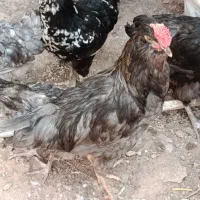 خروس گلین