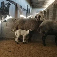 گسفند داشتی عالی|حیوانات مزرعه|قائمشهر, |دیوار