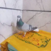 کبوتر دمگیر نر  خرقه روس