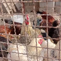 مرغ|حیوانات مزرعه|صوفیان, |دیوار