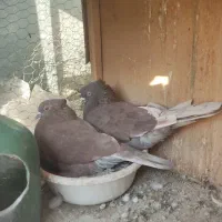 سرخ کاکل عطیقه