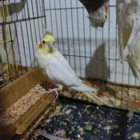 جوجه دو ماهه عروس هلندی لوتینو|پرنده|رشت, باهنر|دیوار